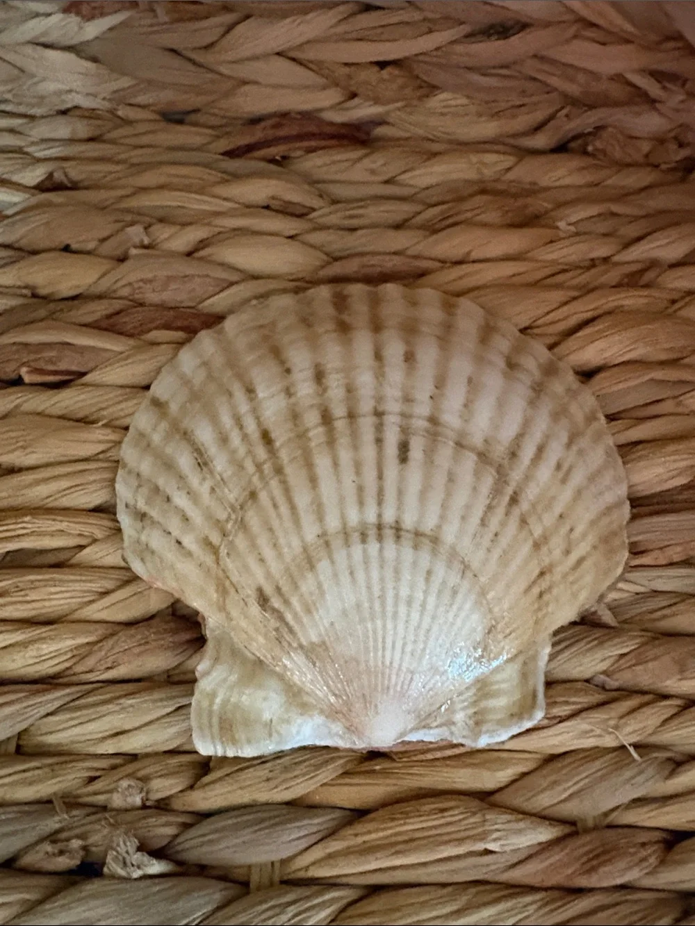 Handcrafted Dragonfly Seashell Accent Jewelry dish